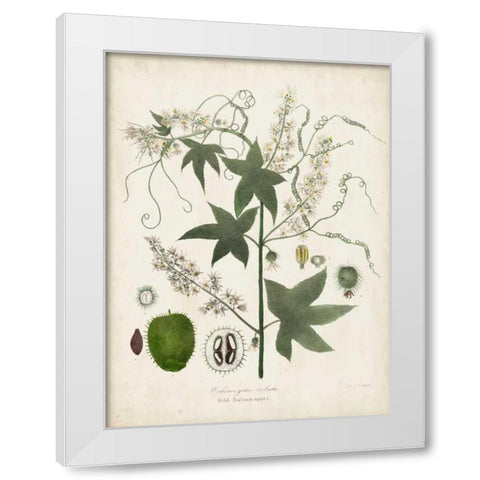 Flowering Flora II White Modern Wood Framed Art Print by Torrey, John