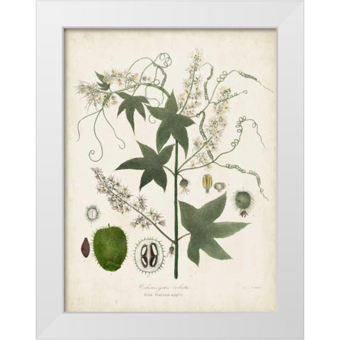 Flowering Flora II White Modern Wood Framed Art Print by Torrey, John
