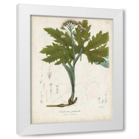 Flowering Flora III White Modern Wood Framed Art Print by Torrey, John