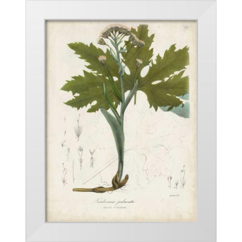Flowering Flora III White Modern Wood Framed Art Print by Torrey, John
