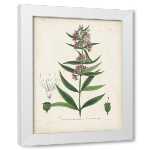 Flowering Flora IV White Modern Wood Framed Art Print by Torrey, John