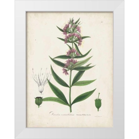 Flowering Flora IV White Modern Wood Framed Art Print by Torrey, John