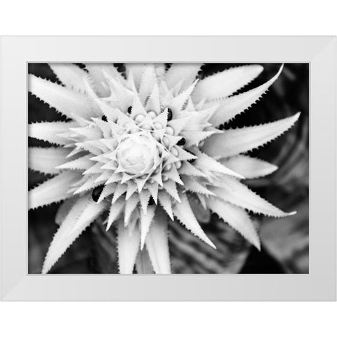 Botanical Under Cold Moonlight II White Modern Wood Framed Art Print by Bane, Eva