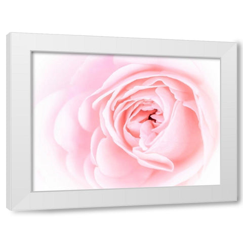 Pretty Pink Blooms I White Modern Wood Framed Art Print by Bane, Eva