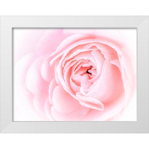 Pretty Pink Blooms I White Modern Wood Framed Art Print by Bane, Eva