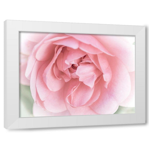 Pretty Pink Blooms II White Modern Wood Framed Art Print by Bane, Eva