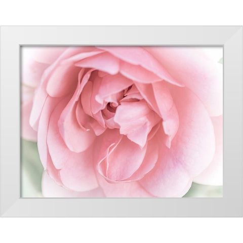 Pretty Pink Blooms II White Modern Wood Framed Art Print by Bane, Eva
