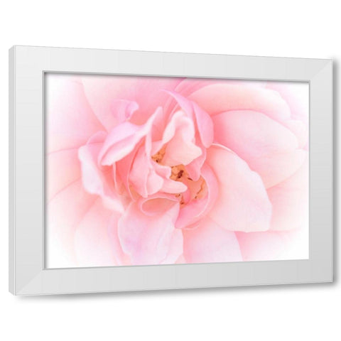 Pretty Pink Blooms III White Modern Wood Framed Art Print by Bane, Eva