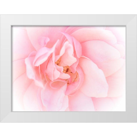 Pretty Pink Blooms III White Modern Wood Framed Art Print by Bane, Eva