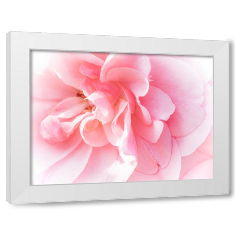 Pretty Pink Blooms IV White Modern Wood Framed Art Print by Bane, Eva