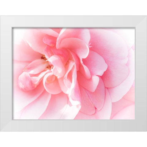 Pretty Pink Blooms IV White Modern Wood Framed Art Print by Bane, Eva