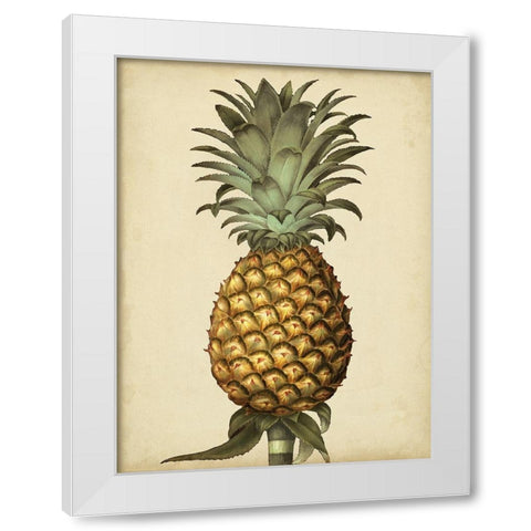 Brookshaw Antique Pineapple I White Modern Wood Framed Art Print by Brookshaw, George