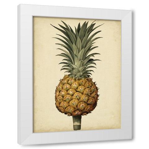 Brookshaw Antique Pineapple II White Modern Wood Framed Art Print by Brookshaw, George