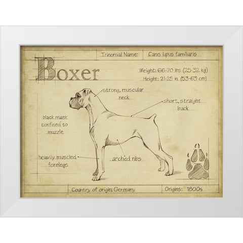 Antique Boxer (ASH) White Modern Wood Framed Art Print by Harper, Ethan