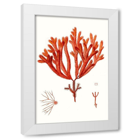 Striking Seaweed II White Modern Wood Framed Art Print by Vision Studio