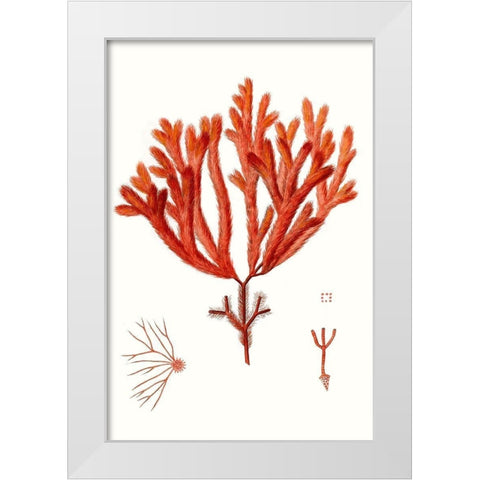 Striking Seaweed II White Modern Wood Framed Art Print by Vision Studio