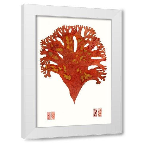 Striking Seaweed III White Modern Wood Framed Art Print by Vision Studio