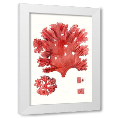 Striking Seaweed IV White Modern Wood Framed Art Print by Vision Studio