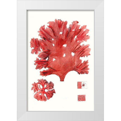 Striking Seaweed IV White Modern Wood Framed Art Print by Vision Studio