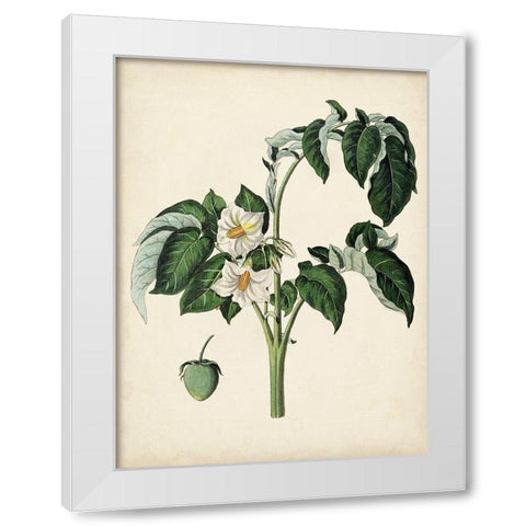 Antique Foliage and Fruit II White Modern Wood Framed Art Print by Vision Studio