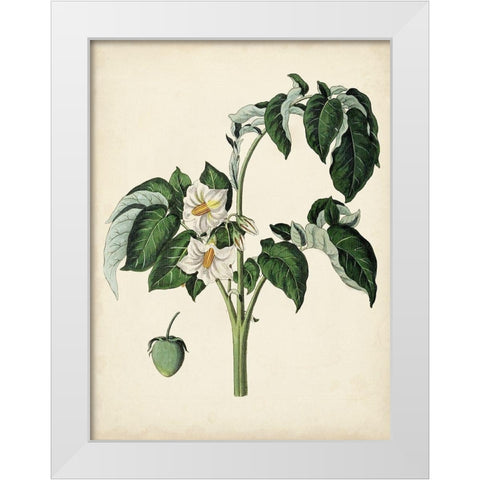 Antique Foliage and Fruit II White Modern Wood Framed Art Print by Vision Studio