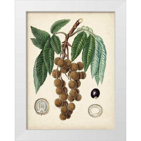 Antique Foliage and Fruit III White Modern Wood Framed Art Print by Vision Studio