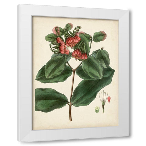 Antique Foliage and Fruit IV White Modern Wood Framed Art Print by Vision Studio