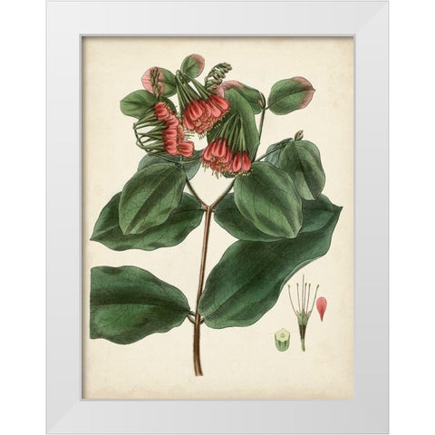 Antique Foliage and Fruit IV White Modern Wood Framed Art Print by Vision Studio