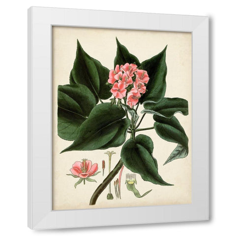 Antique Foliage and Fruit V White Modern Wood Framed Art Print by Vision Studio