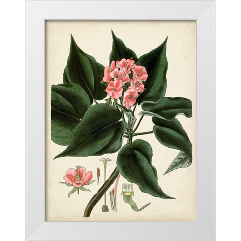 Antique Foliage and Fruit V White Modern Wood Framed Art Print by Vision Studio