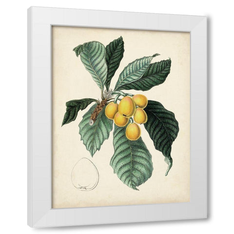 Antique Foliage and Fruit VI White Modern Wood Framed Art Print by Vision Studio