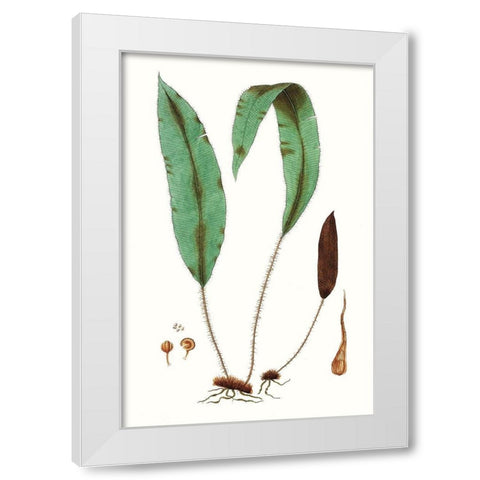 Fern Foliage III White Modern Wood Framed Art Print by Vision Studio