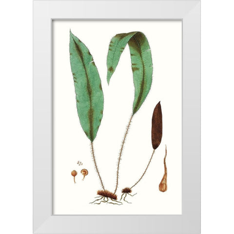 Fern Foliage III White Modern Wood Framed Art Print by Vision Studio