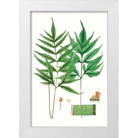 Fern Foliage IV White Modern Wood Framed Art Print by Vision Studio