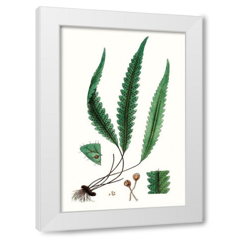 Fern Foliage V White Modern Wood Framed Art Print by Vision Studio