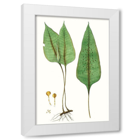 Fern Foliage VI White Modern Wood Framed Art Print by Vision Studio