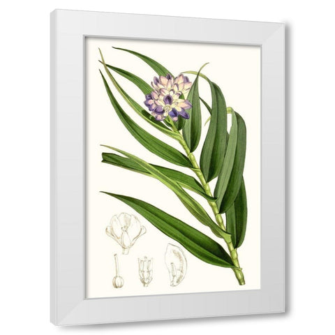 Tropical Plants II White Modern Wood Framed Art Print by Curtis