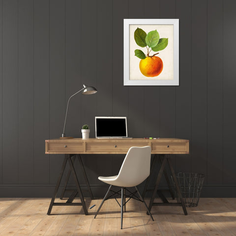 Antique Fruit I White Modern Wood Framed Art Print by Vision Studio