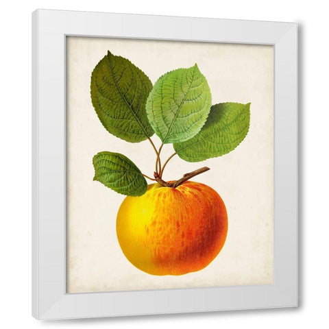 Antique Fruit I White Modern Wood Framed Art Print by Vision Studio