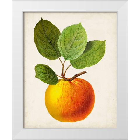 Antique Fruit I White Modern Wood Framed Art Print by Vision Studio