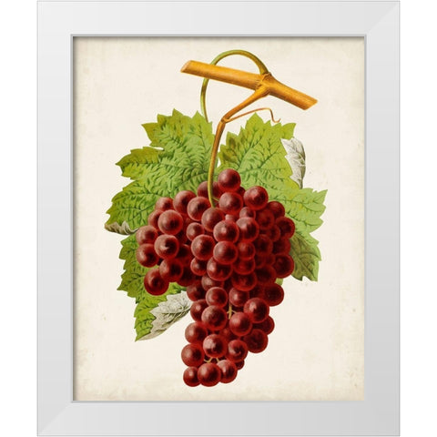 Antique Fruit III White Modern Wood Framed Art Print by Vision Studio