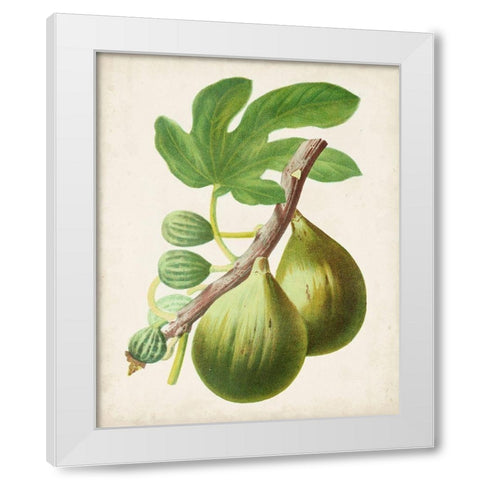 Antique Fruit IV White Modern Wood Framed Art Print by Vision Studio