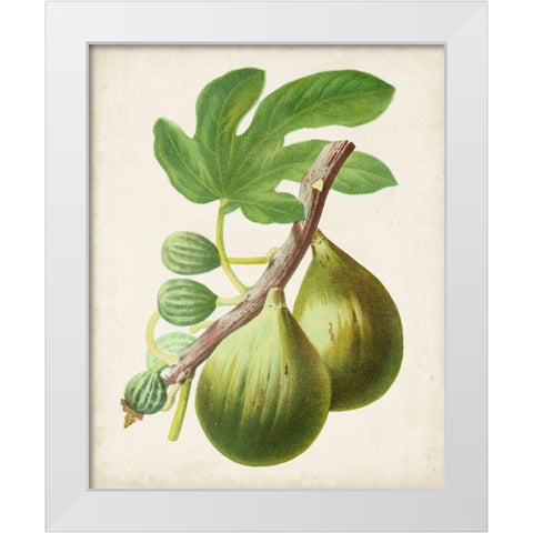 Antique Fruit IV White Modern Wood Framed Art Print by Vision Studio