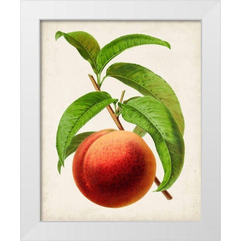 Antique Fruit V White Modern Wood Framed Art Print by Vision Studio