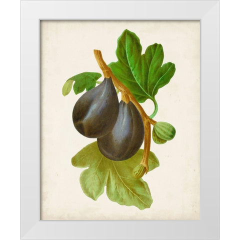 Antique Fruit VI White Modern Wood Framed Art Print by Vision Studio