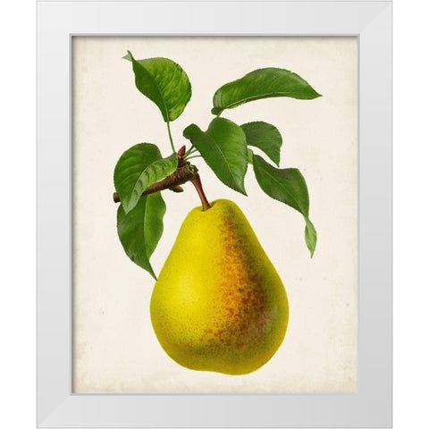 Antique Fruit VII White Modern Wood Framed Art Print by Vision Studio