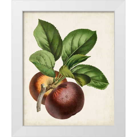 Antique Fruit IX White Modern Wood Framed Art Print by Vision Studio