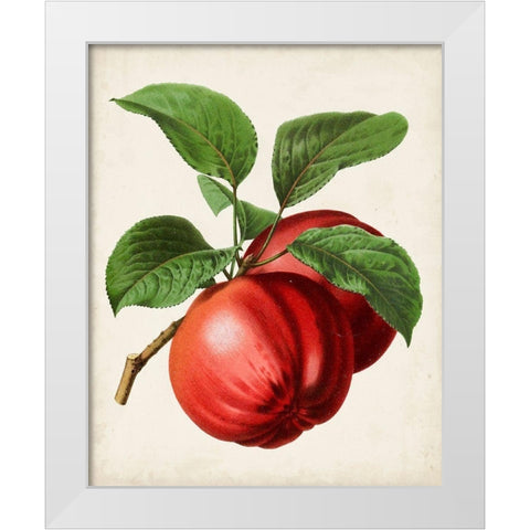 Antique Fruit X White Modern Wood Framed Art Print by Vision Studio