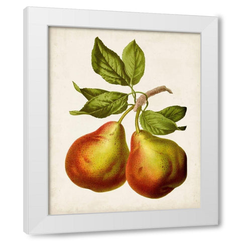 Antique Fruit XI White Modern Wood Framed Art Print by Vision Studio