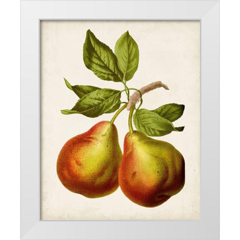 Antique Fruit XI White Modern Wood Framed Art Print by Vision Studio